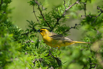 Yellow Cardinal, Gubernatrix cristata, Endangered species in La Pampa, Argentina