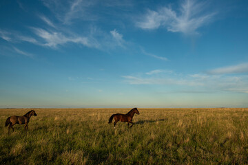 Horses in the Argentine coutryside, La Pampa province, Patagonia,  Argentina.