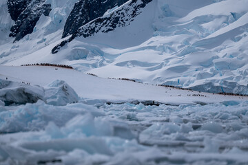 Antarctica view. Seascape and landscape of Antarctica. Glaciers and Southern Ocean. Penguins on the...