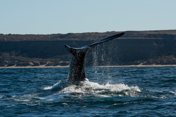 Sohutern right whale tail,Peninsula Valdes, Chubut, Patagonia,Argentina