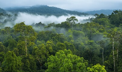Fototapeta premium A dense and vibrant forest with a thick layer of fog rolling in through the trees, greenery, dense foliage