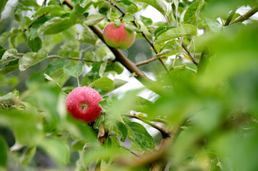 Ripening apples hang delicately on a tree branch surrounded by lush green leaves in a serene orchard on a rainy morning