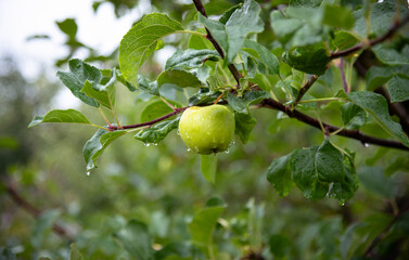Freshly grown green apple glistens with raindrops among lush green leaves in a vibrant orchard
