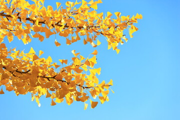 yellow autumn leaves against blue sky