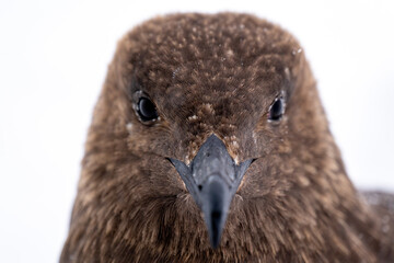 Portrait of South Polar Skua. Stercorarius maccormicki.