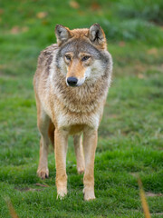 Gray wolf in the wildlife center (Hortobagyi Vadaspark) of the National Park Hortobagy, listed as UNESCO World Heritage Site. Eastern Europe, Hungary.