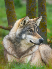 Gray wolf in the wildlife center (Hortobagyi Vadaspark) of the National Park Hortobagy, listed as UNESCO World Heritage Site. Eastern Europe, Hungary.