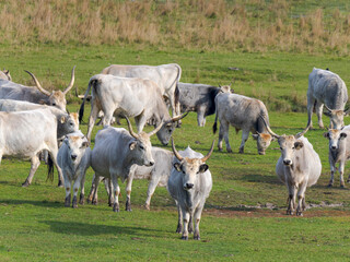 Hungarian grey cattle or Hungarian grey steppe cattle, an old and hardy rare cattle breed in the...