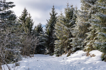  Schneepfad im winterlichen Schwarzwald