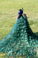 Obraz premium peacock in the park