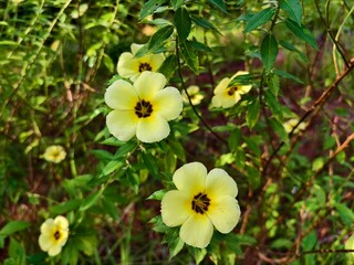 Obraz premium Damiana Flower (Turnera Ulmifolia) blooming in the morning