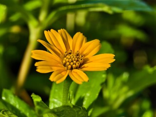 Wedelia flower (Sphagneticola trilobata) grows wild and fertile in the Borneo tropical climate