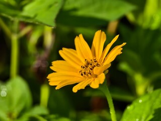 Wedelia flower (Sphagneticola trilobata) grows wild and fertile in the Borneo tropical climate