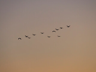 Common cranes returning to their roosting place during a stop during autumn migration. Common crane or Eurasian cranes, Egyek Puszta, UNESCO World Heritage Site. Hungary, Hortobagyi National Park.