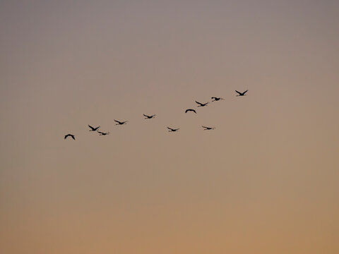 Common cranes returning to their roosting place during a stop during autumn migration. Common crane or Eurasian cranes, Egyek Puszta, UNESCO World Heritage Site. Hungary, Hortobagyi National Park.