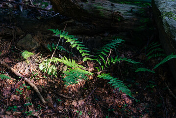 Fototapeta premium Background with green fern leaves, fern leaves, fern in the forest, leaves background, close-up of the leaves fern. 