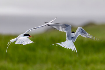 Arctic terns at Halvnes Nature Preserve in Iceland