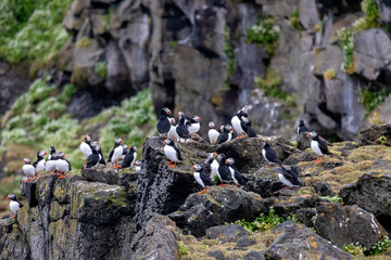 Atlantic puffins on Grimsey Island in Iceland
