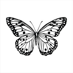butterfly vector black white illustration