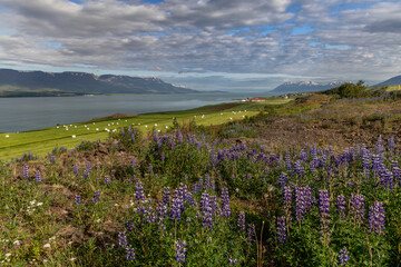 Obraz premium Lupine wildflowers and hay bales in pasture above Eyjafjordur near Akureyri, Iceland