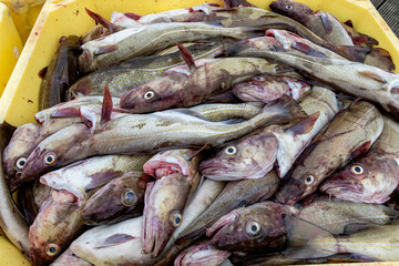 Cod in tubs on Grimsey Island, Iceland