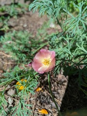 California Poppy Pink Yellow Dusky Rose WIld Flowers Wildflower
