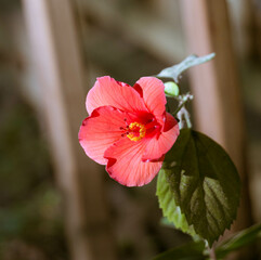 Hibiscus Bloom
