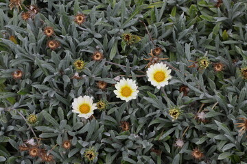 tres flores alineadas de forma oblicua