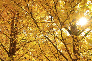 yellow Ginkgo tree and sunlight