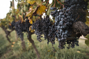 grapes on the vine