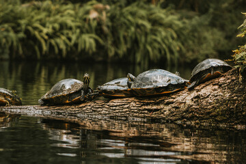 turtle on a log in the swamp