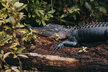 alligator in the swamp