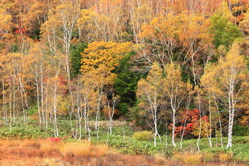 autumn landscape in the forest