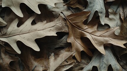 Dried Oak Leaves Autumn Nature Background Texture
