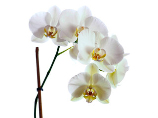 Amazing white orchid on white background. Beauty in nature. Flower bouquet. Light and airy look.