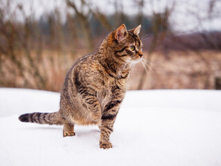 Cute tabby cat on white snow, dull winter nature scene with fields and forest in the background....