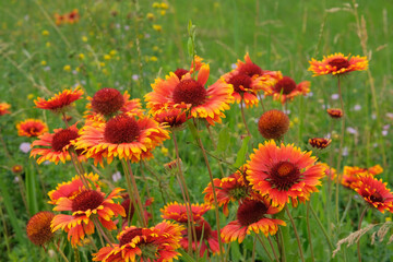Flowers of Gaillardia is growing in garden. Orange flowers in meadow. Ornamental plant. Countryside garden.