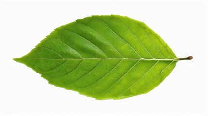 Obraz premium Fresh green leaf against a white background, showcasing its vibrant color and intricate texture. Perfect for nature themes.