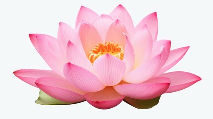 Delicate pink lotus water lily, symbolizing beauty and tranquility, stands out against a clean white backdrop.