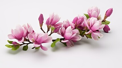 Obraz premium Delicate pink magnolia blooms stand out majestically against a crisp white background, showcasing their beauty.