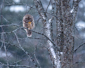 Barred owl perched