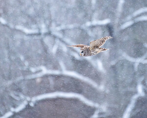 barred owl flying