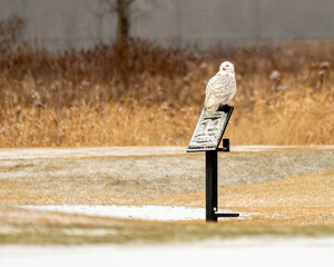 snowy owl