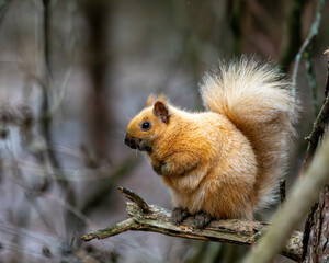 squirrel