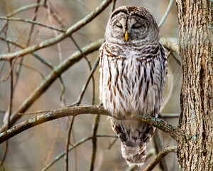 Barred owl perched