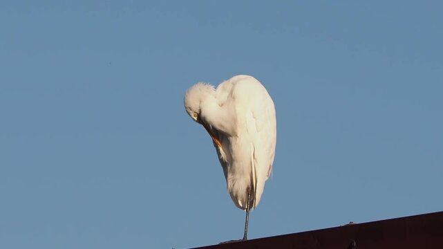 white egret heron scient. class. Egretta bird animal