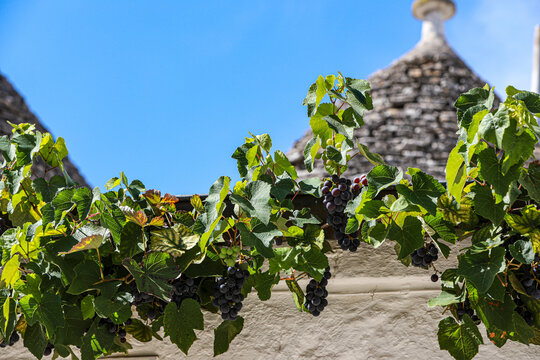 Alberobello, Italy, Puglia. Purple grapes on a grapevine and cone shaped Trullo Trulli houses