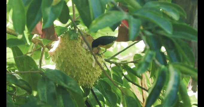 A banana quit eating from a soursop