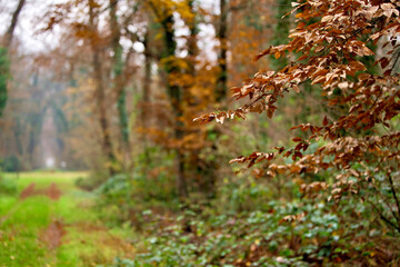 Italy, Mantua. Forest and trees at the local natural reserve, late autumn