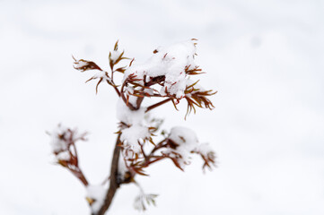 Delicate spring buds peeking through a blanket of fresh snow in a serene winter landscape
